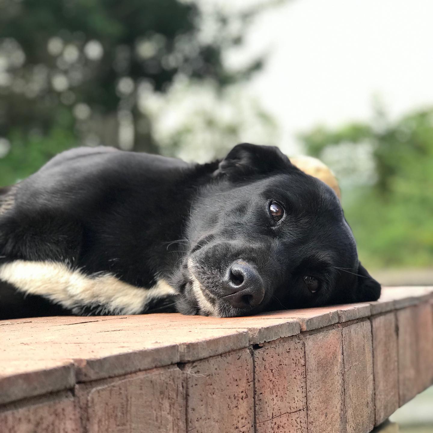 Perrita rescatada descansando en el refugio