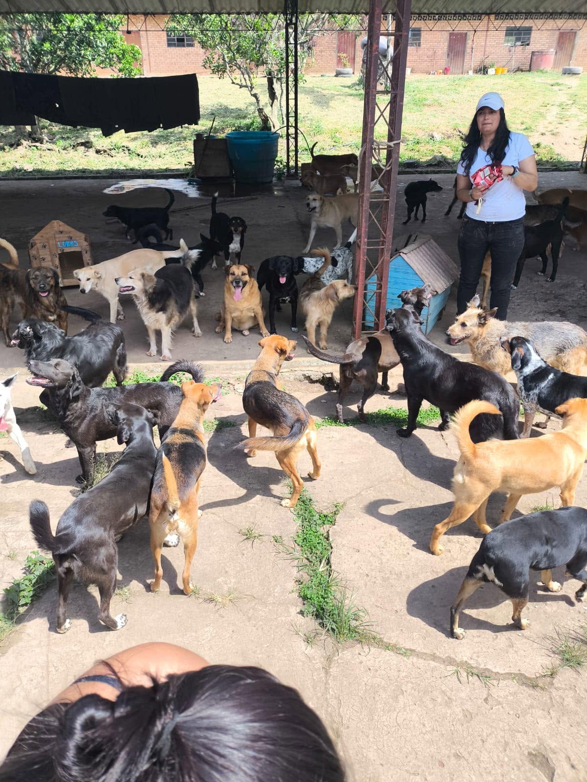 Animales en el refugio de Fundamigos Pacho