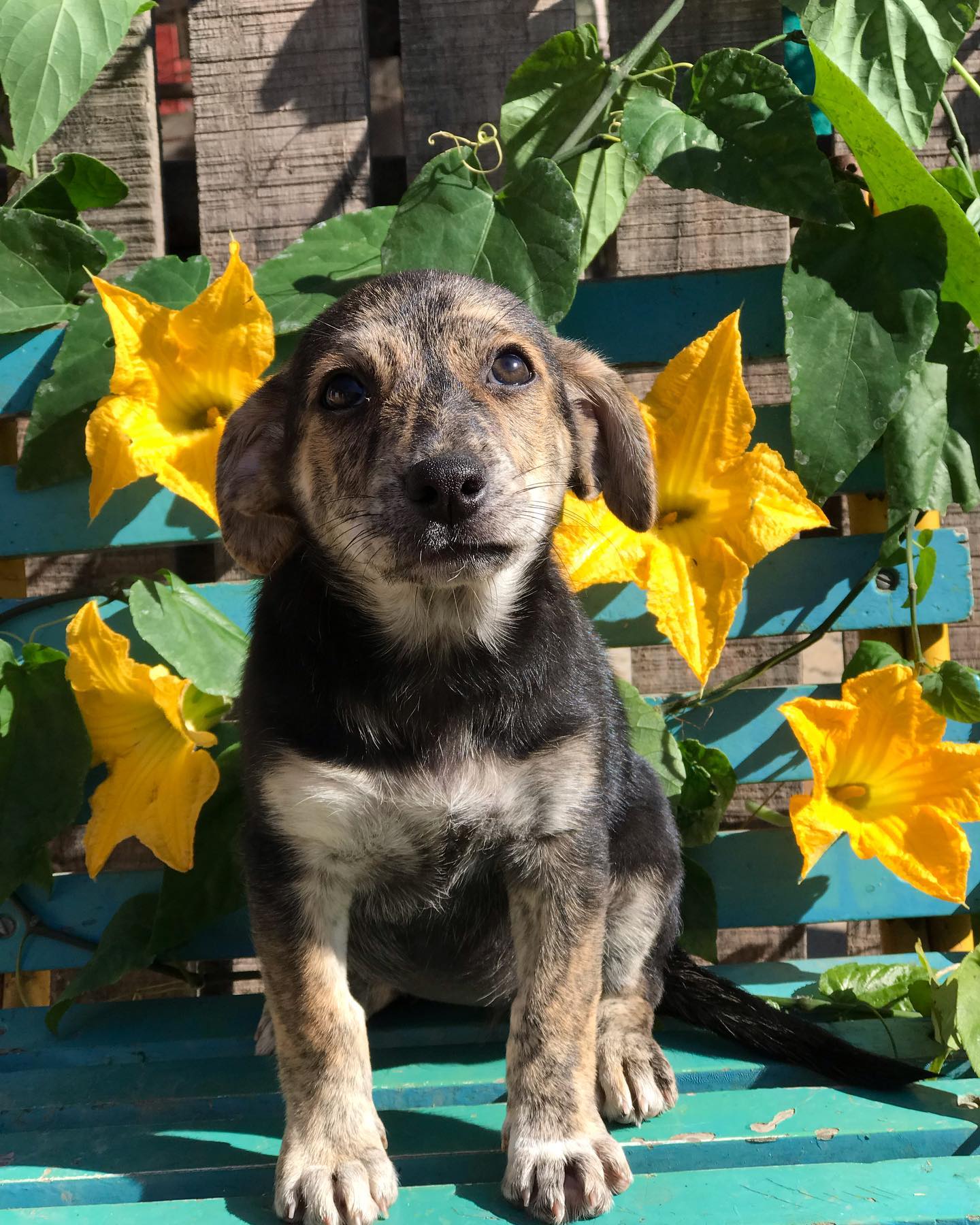 Perrito pequeño en adopción
