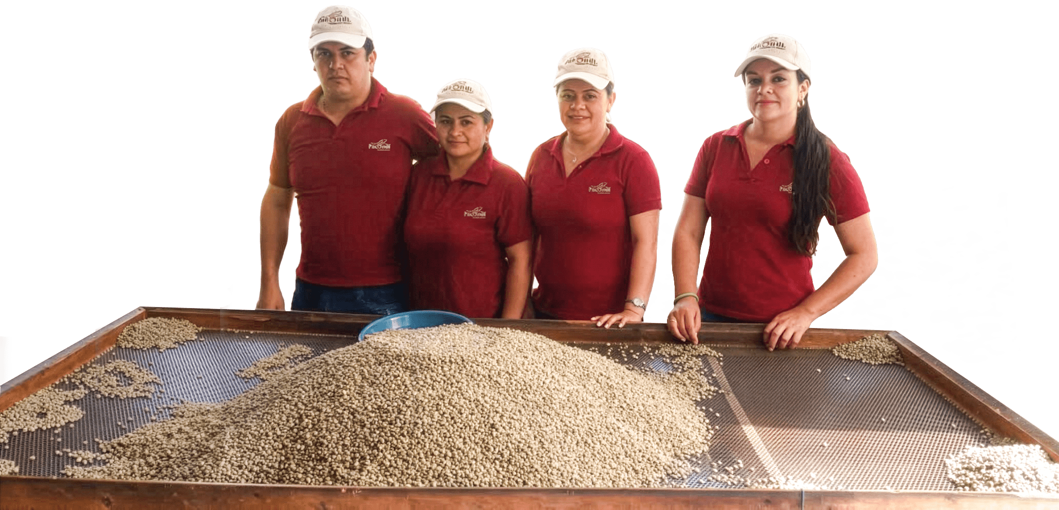 Equipo de Café Pacundí seleccionando grano en Pacho, Cundinamarca